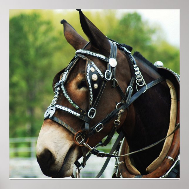 Poster mule noire (Devant)