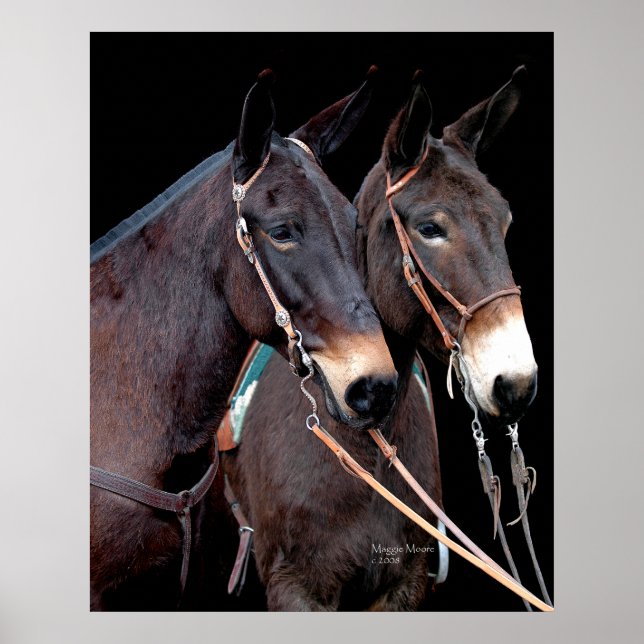 Poster Mule Twosome (Devant)