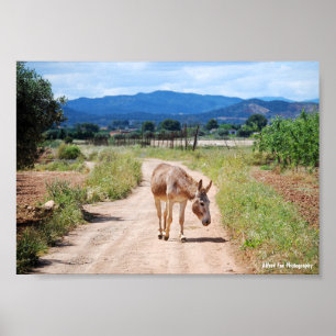 Poster Mulet espagnol sur route de campagne