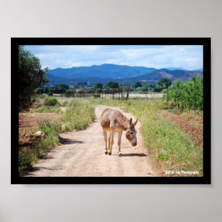 Poster Mulet espagnol sur route de campagne