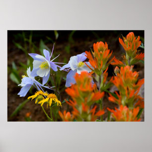 Poster Multicolore