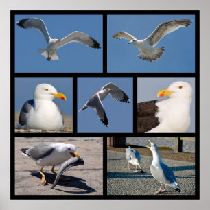 Poster Multiple photos of seagulls
