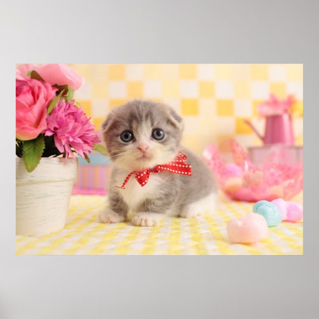 Poster Munchkin Kitten (Devant)