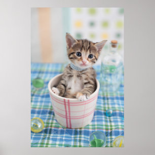 Poster Munchkin Kitten Avec Joli Ruban