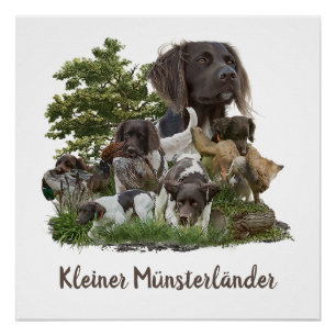 Poster Munsterlander, polyvalent chasse-pointage-retrie