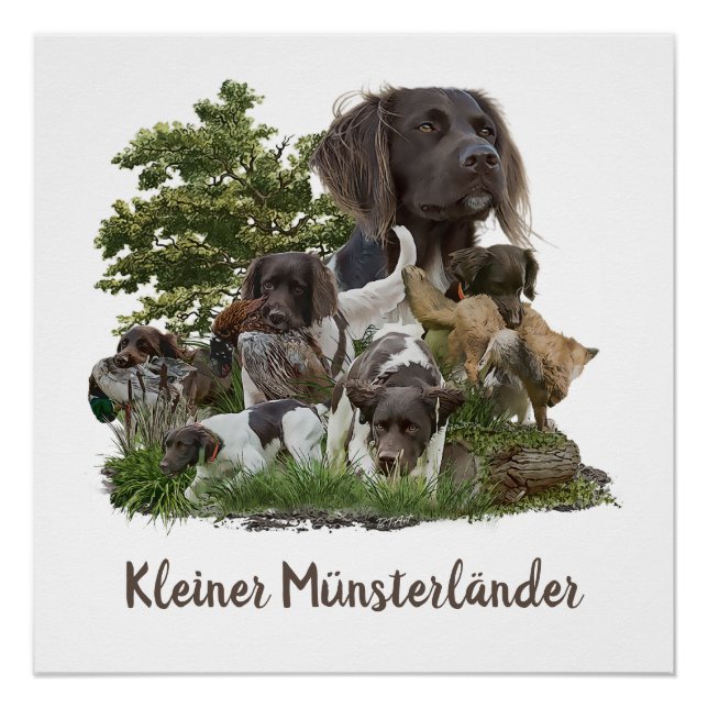 Poster Munsterlander, polyvalent chasse-pointage-retrie (Devant)