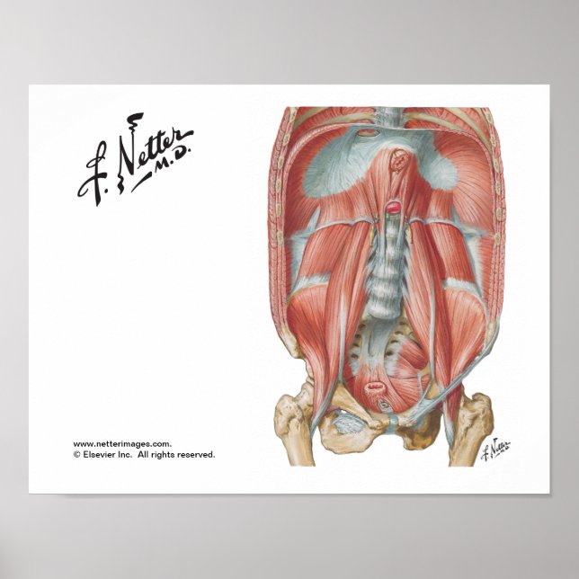 Poster Mur abdominal postérieur (Devant)