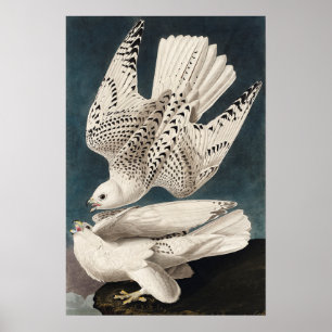 Poster Mur d'affiche d'oiseaux vintage Art-Islande Jer Fa