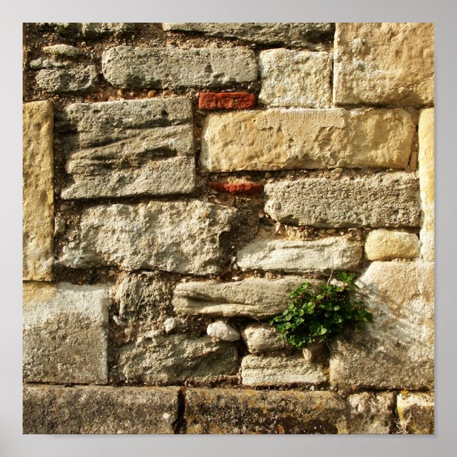 Poster Mur De Pierre. Avec un petit plante. (Devant)