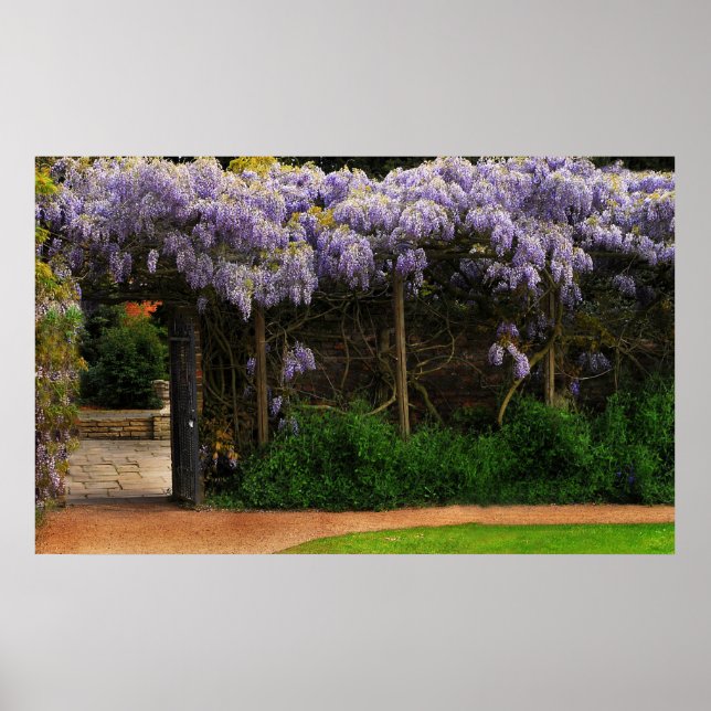 Poster Mur de Wisteria (Devant)