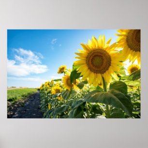 Poster mural 36x24
