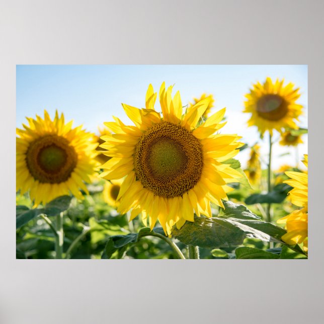 Poster mural 36x24 (Devant)