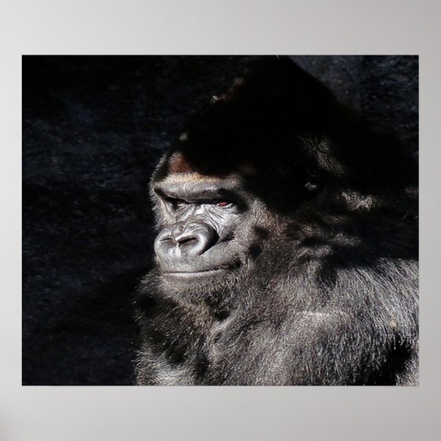 Poster mural de Gorilla réfléchi (Devant)