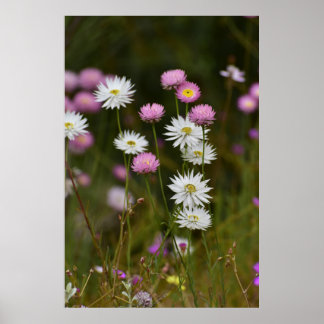 Poster Murmur des Fleurs Sauvages