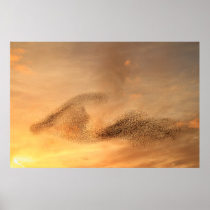 Poster Murmuration de Starling Print