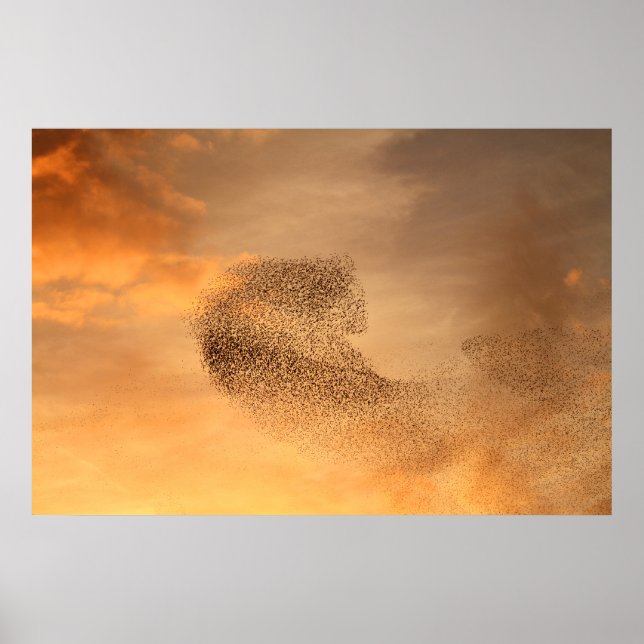 Poster Murmuration de Starlings Imprimer (Devant)