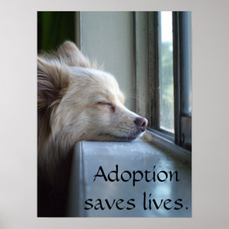Poster Murray Adopté Pomeranian