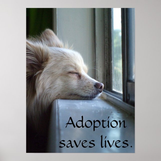 Poster Murray Adopté Pomeranian (Devant)