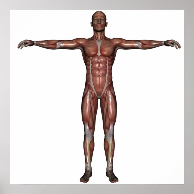 Poster Muscle de l'affiche (Devant)