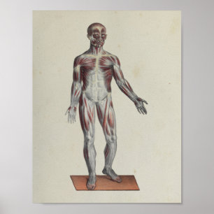 Poster Muscle Fascia Anatomie Imprimer Antérieur
