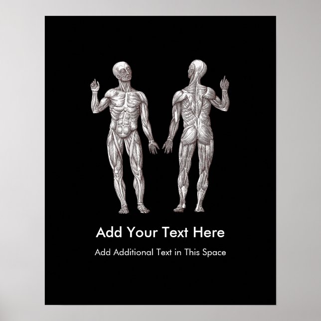 Poster Muscle Men - Anatomie du système musculaire humain (Devant)