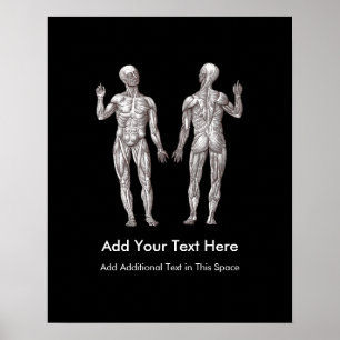 Poster Muscle Men - Anatomy of the Human Muscular System