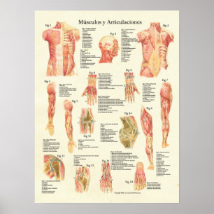 Poster Muscles Anatomie Músculos Anatomie Graphique espag