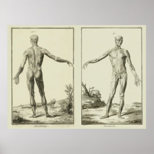 Poster Muscles Anciens, Anatomie Humaine par Denis Didero