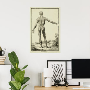 Poster Muscles Antiques, Anatomie Humaine par Denis Dider