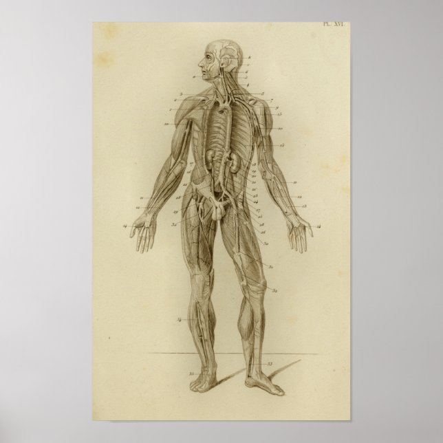 Poster Muscles Artères Anatomie Imprimer Vintage (Devant)