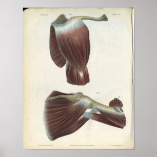 Poster Muscles articulaires à épaules Vintage Anatomie Im