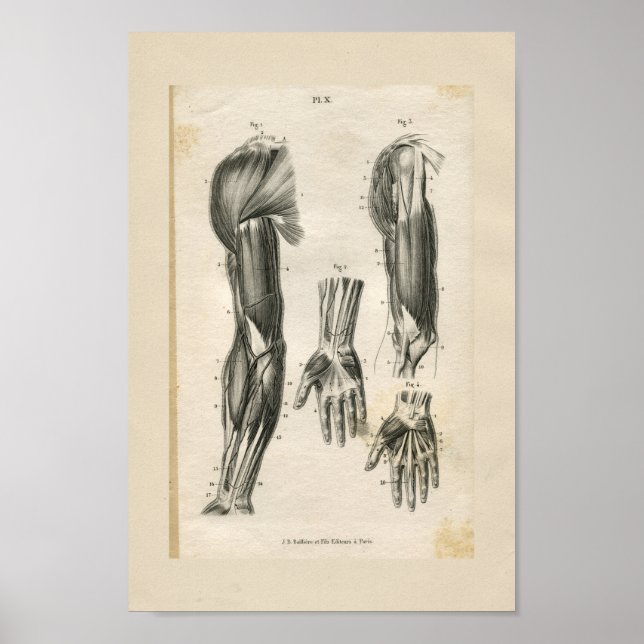 Poster Muscles de bras Anatomie Vintage Imprimer (Devant)