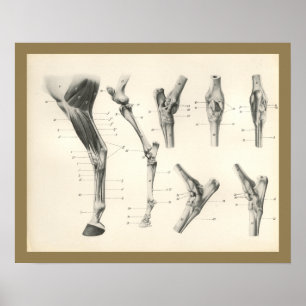 Poster Muscles de cheval Os de jambe Joints Anatomie Impr