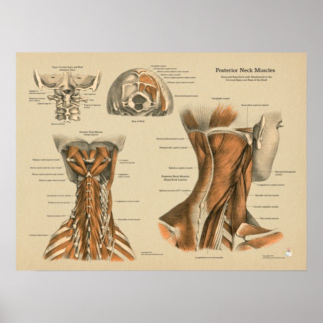 Poster Muscles de colonne vertébrale du cou Chiropratique (Devant)