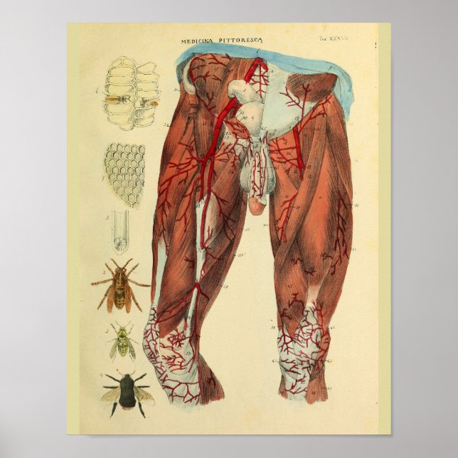 Poster Muscles de jambe Artères Abeilles Anatomie Art Imp (Devant)