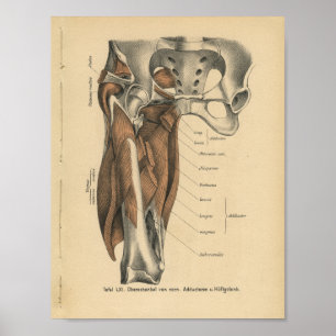 Poster Muscles de jambe d'impression de l'anatomie humain