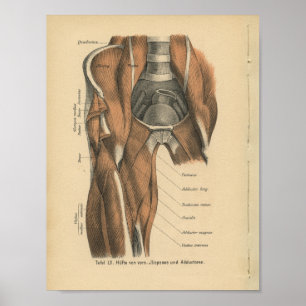 Poster Muscles de jambe d'impression de l'anatomie humain