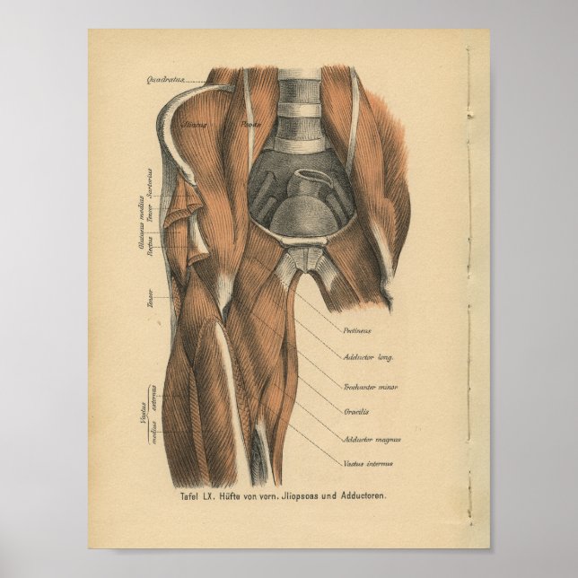 Poster Muscles de jambe d'impression de l'anatomie humain (Devant)