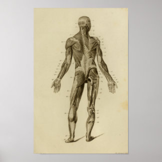 Poster Muscles de l'anatomie arrière Imprimer