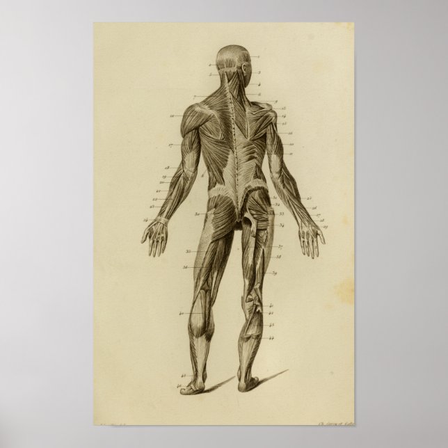 Poster Muscles de l'anatomie arrière Imprimer (Devant)