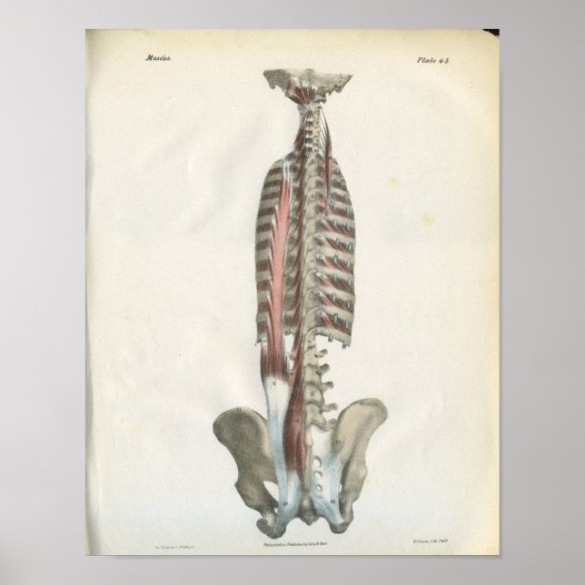Poster Muscles de l'anatomie de la colonne vertébrale (Devant)
