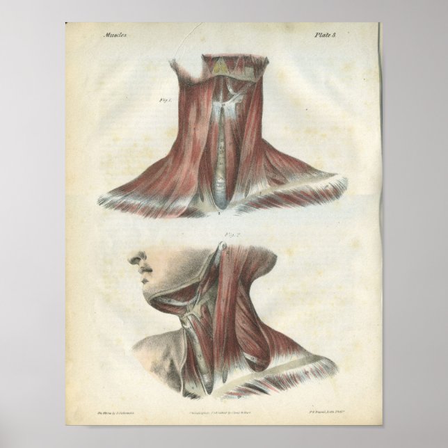Poster Muscles de l'anatomie du cou Imprimer (Devant)