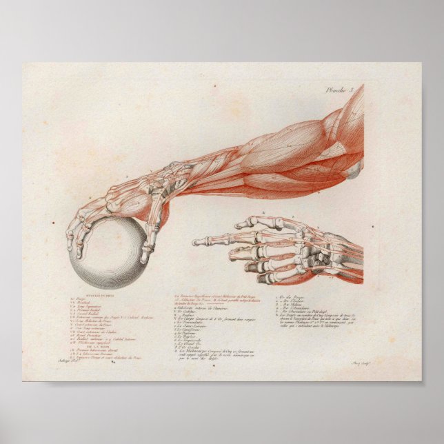 Poster Muscles de l'avant-bras tenant une anatomie de la  (Devant)