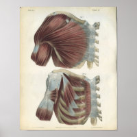 Muscles de poitrine et d'épaule Anatomie Imprimer