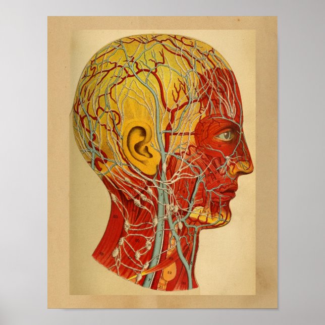 Poster Muscles de tête d'impression de l'anatomie humaine (Devant)