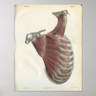 Poster Muscles d'épaule à cou Anatomie Vintage Imprimer