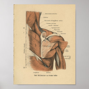 Poster Muscles d'épaule d'impression d'anatomie