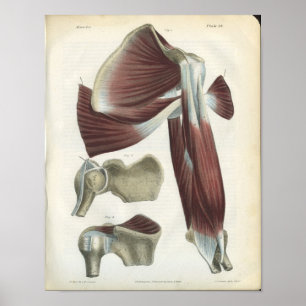 Poster Muscles d'épaule Vintage Anatomie Imprimer