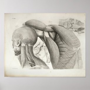 Poster Muscles d'épaules d'antiquités Imprimé Médicale
