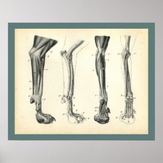 Poster Muscles des os de la jambe de chien Anatomie vétér